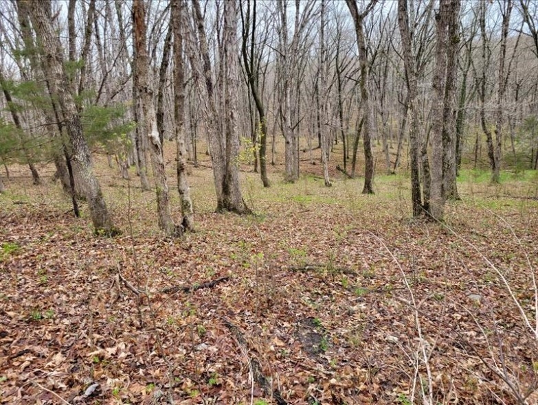 40 Acres 11953 Apollo Bucklin, MO