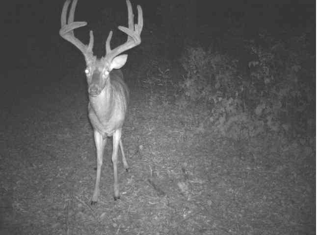 79± Acre Farm with Cabin in Macon County